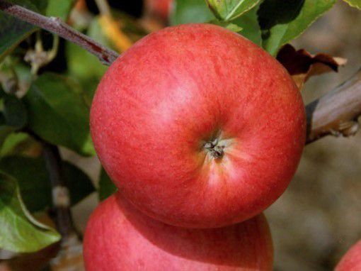 Jabłoń Berlepsch