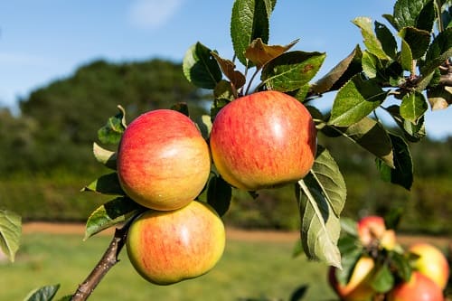 5 nieproszonych gości pojawiających się na jabłoniach