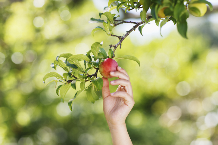 Podstawowe pojęcia związane ze szczepieniem drzewek owocowych