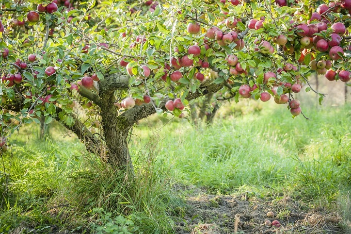Najpopularniejsze odmiany jabłoni w Polsce