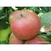Jabłoń James Grieve - zdrowe sadzonki