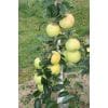Jabłoń Sirius owocowanie