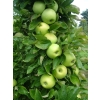 Jabłoń kolumnowa Sonet - zdrowe sadzonki