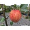 Jabłoń Grafsztynek czerwony - owocuje już na 1 rocznym drzewku!