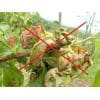 Fruteria ® odporna na kędzierzawość liści brzoskwiń