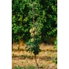 Jabłoń Lopini - sadzonka jabłoni kolumnowej w ogrodzie w 2. roku