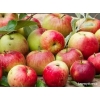 Sadzonki jabłoni Pepina Ribstona - KrzewyDrzewa