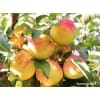 Jabłoń Pinova - sadzonki jabłoni do ogrodów