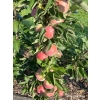 Jabłoń Pompink kolumnowa - duże smaczne owoce
