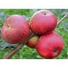 Jabłoń Roter Bellefleur - sadzonki jabłoni Krzewy Drzewa