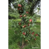 Drzewo jabłoni Sawa