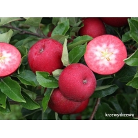 Sadzonki jabłoni