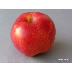 Jabłoń Melrose - zdrowe sadzonki - KrzewyDrzewa.pl