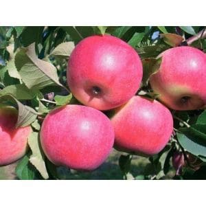 Jabłoń Merkur - zdrowe sadzonki, odporna odmiana