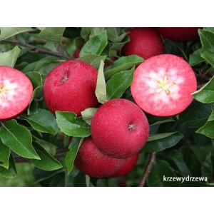 Sadzonki jabłoni