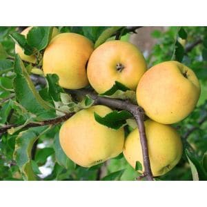 Jabłoń Sirius - zdrowe sadzonki - Krzewy Drzewa