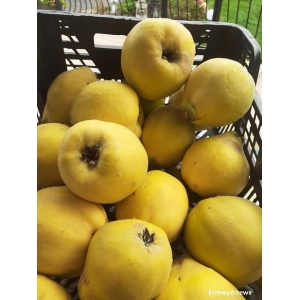 Pigwa gruszkowa Limon Ayvasi, Limonkowa