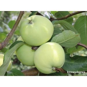 Jabłoń Papierówka - zdrowe sadzonki - Krzewy Drzewa