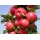 Jabłoń kolumnowa Rondo - zdrowe i piękne sadzonki