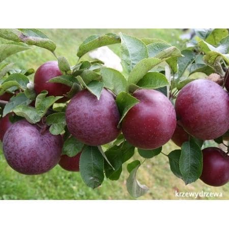 Jabłoń Spartan - sadzonki dla działkowiczów