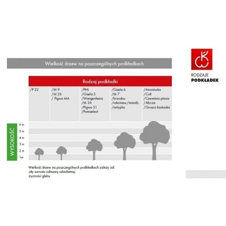 Wzrost drzew Komisówki