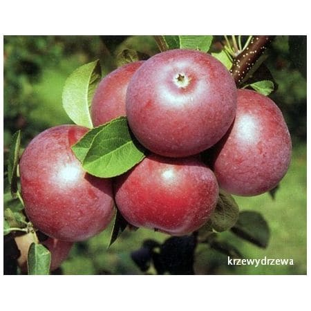 Jabłoń Lobo - Krzewydrzewa.pl - sadzonki drzew owocowych