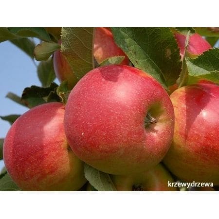 Jabłoń Szampion - drzewka owocowe - Krzewy Drzewa