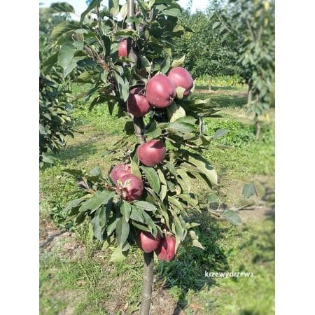 Jabłoń Starking - do małych ogrodów - Krzewy Drzewa