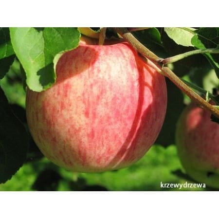 Jabłoń Piros ®