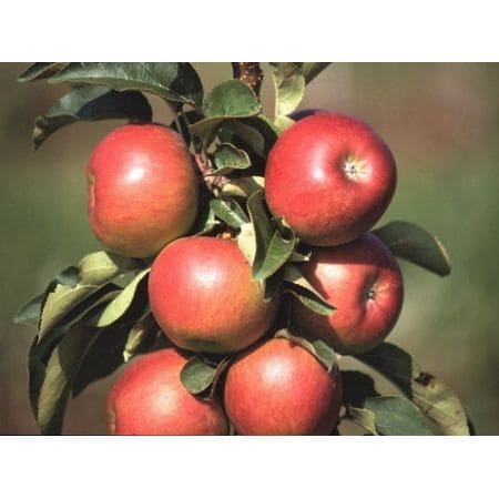 Jabłoń kolumnowa Pomredrobust - Krzewy Drzewa - owoce