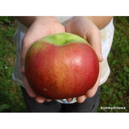 Jabłoń Witos - Szklanka soku z 1 jabłka