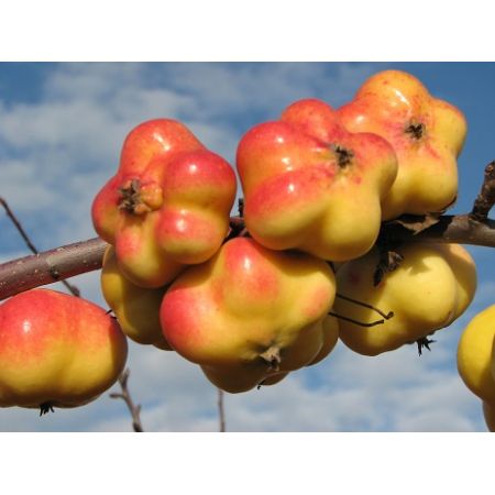 Jabłoń Apistar - sadzonki - Krzewy Drzewa