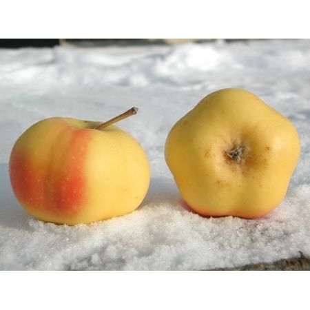 Apistar jabłoń zimowa