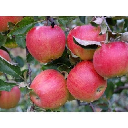 Jabłoń Arkcharm - drzewka owocowe - sadzonki - Krzewy Drzewa