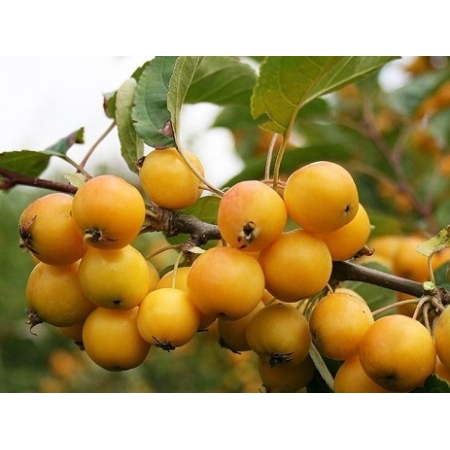 Jabłoń Golden Hornet ozdobna - sadzonki