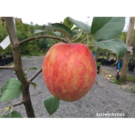 Jabłoń Grafsztynek czerwony - owocuje już na 1 rocznym drzewku!