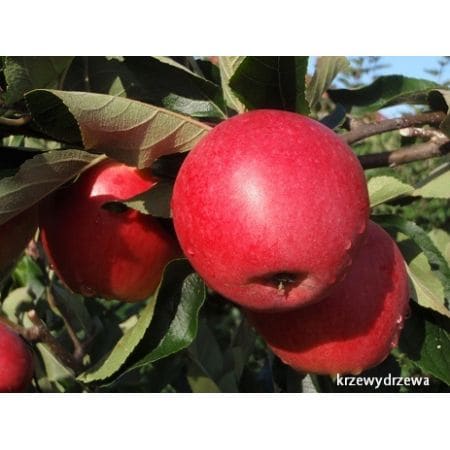 Jabłoń Katja - sadzonki letniej odmiany