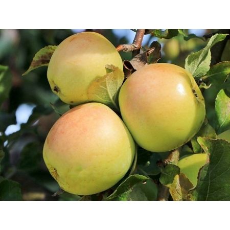 Jabłoń kolumnowa Lopini - oryginalne sadzonki - KrzewyDrzewa
