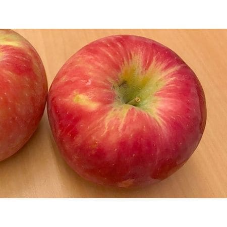 Jabłoń Miodowa