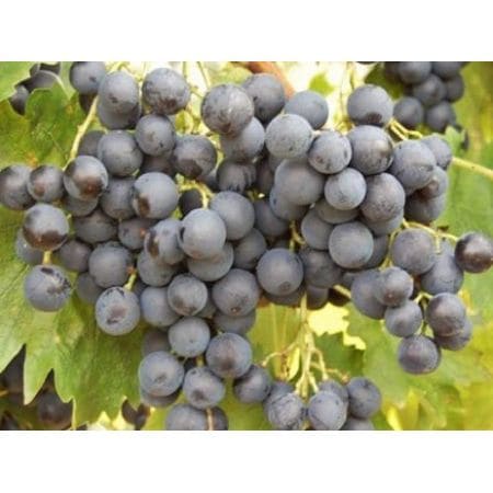Winorośl winogrono Muscat Bleu