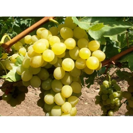 Winorośl Palatina - KrzewyDrzewa