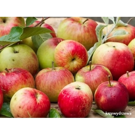 Sadzonki jabłoni Pepina Ribstona - KrzewyDrzewa