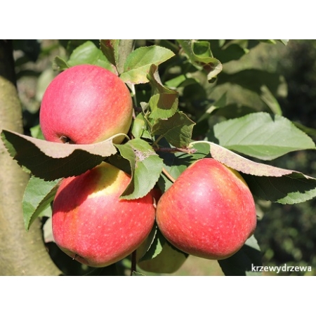 Sadzonki jabłoni Pinowa