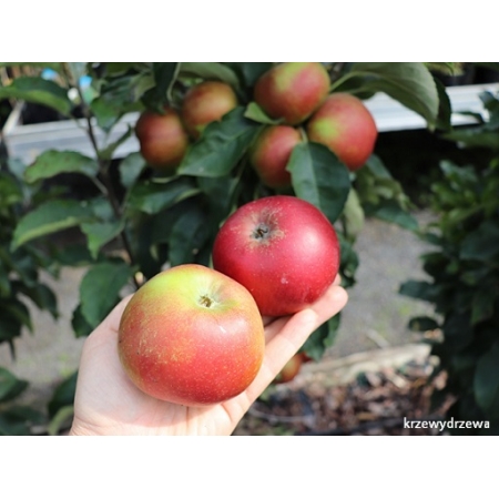 Jabłoń kolumnowa Pomredrobust - sadzonki Krzewy Drzewa - owoce