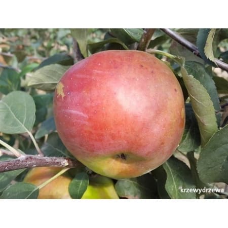 Jabłoń Sawa - sadznki jabłoni KrzewyDrzewa