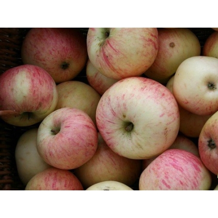 Jabłoń Reneta Biała Woskowa (Piękna z Wiltshire)