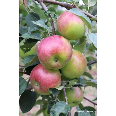 Jabłoń Witos - oferujemy zdrowe sadzonki